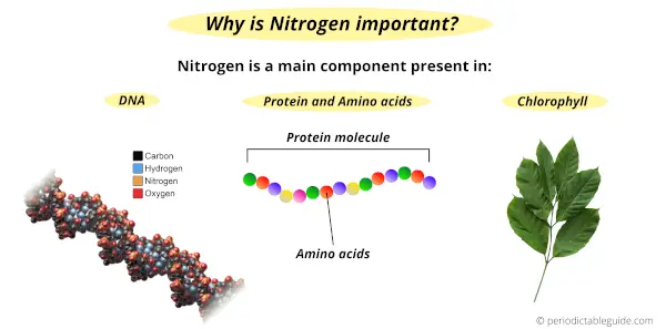 Why is Nitrogen an important